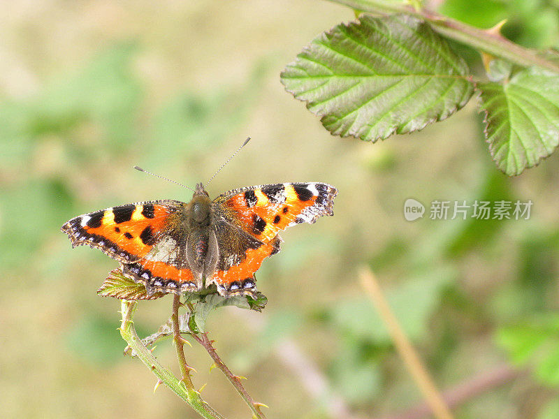 Painted Lady Butterfly on a Thorny Branch in Ireland